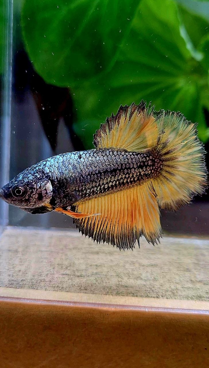 FEMALE HALFMOON ROSETAIL YELLOW COPPER MUSTARD GAS BETTA FISH