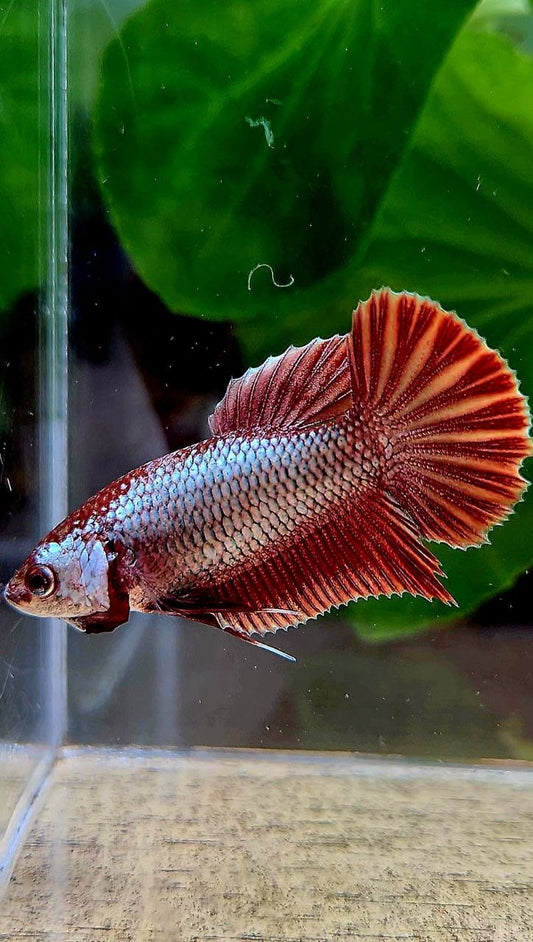 FEMALE HMPK RED COPPER BETTA FISH