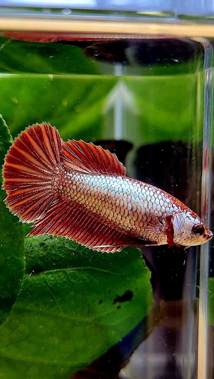 FEMALE HMPK RED COPPER BETTA FISH