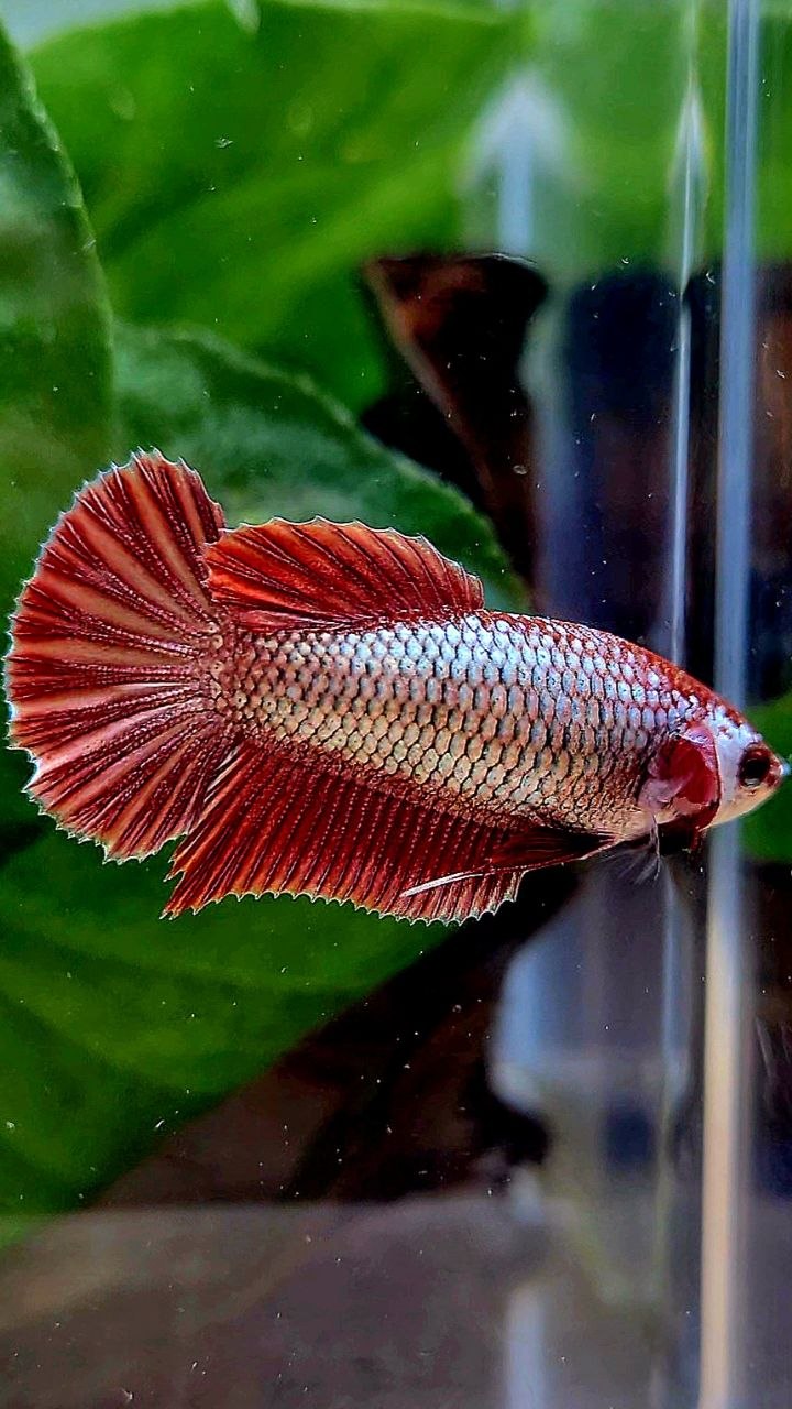 FEMALE HMPK RED COPPER BETTA FISH