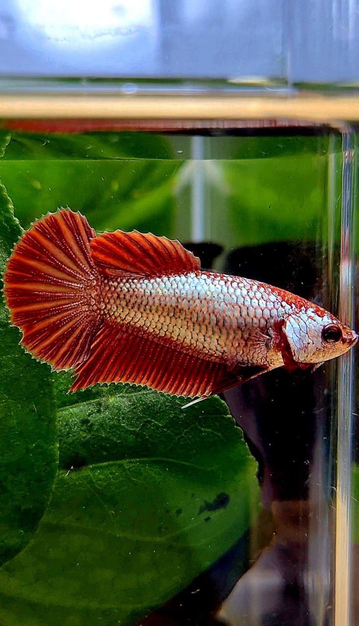 FEMALE HMPK RED COPPER BETTA FISH