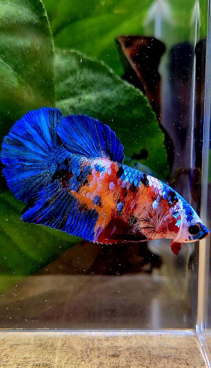 FEMALE PLAKAT ORANGE BLUE GALAXY MULTICOLOR BETTA FISH