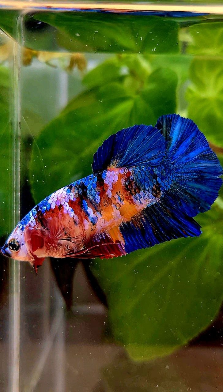 FEMALE PLAKAT ORANGE BLUE GALAXY MULTICOLOR BETTA FISH