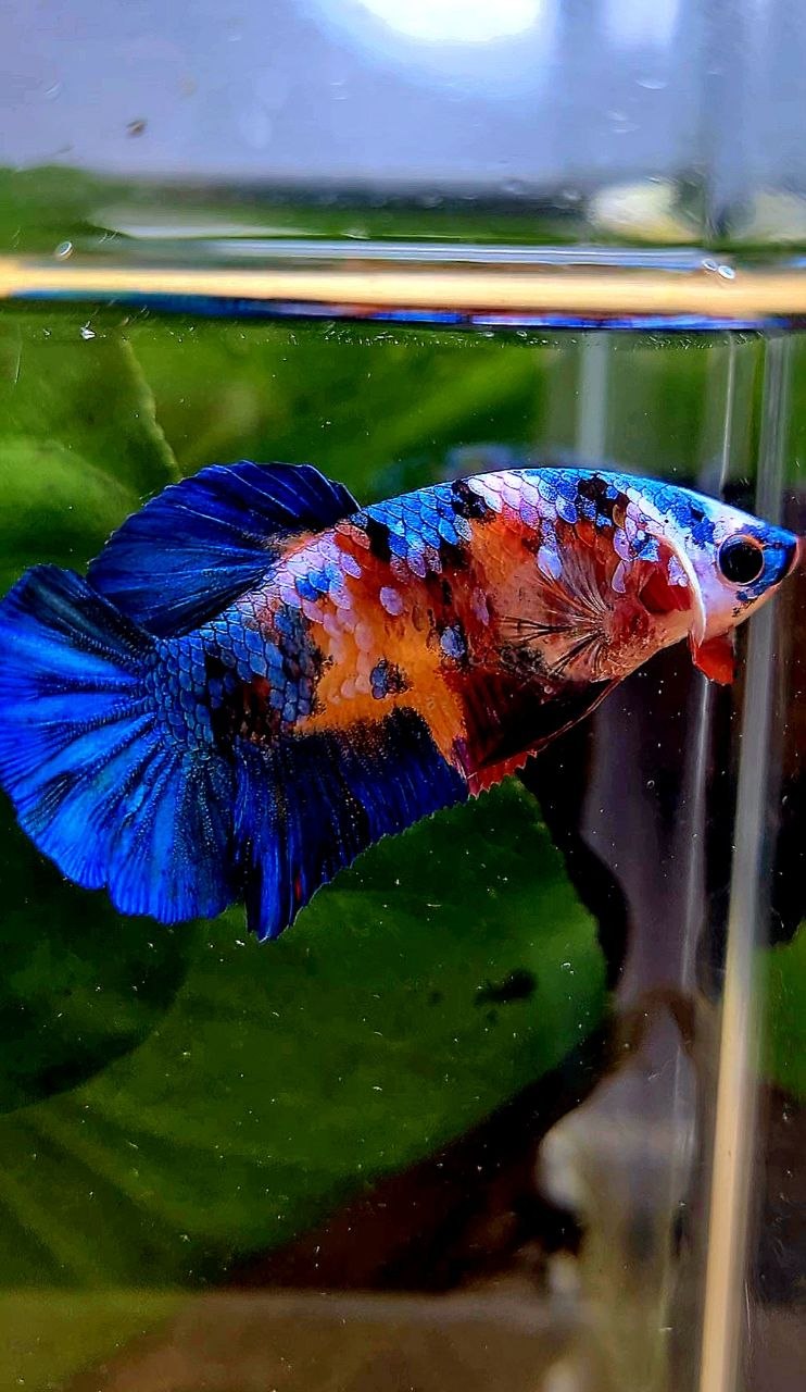FEMALE PLAKAT ORANGE BLUE GALAXY MULTICOLOR BETTA FISH