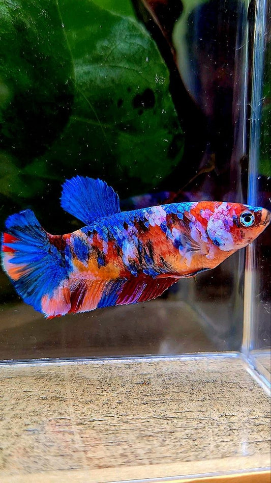 FEMALE PLAKAT GALAXY MULTICOLOR BETTA FISH