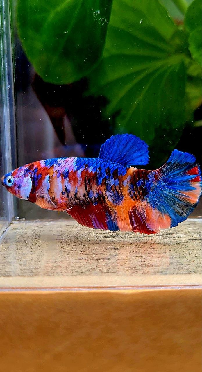 FEMALE PLAKAT GALAXY MULTICOLOR BETTA FISH