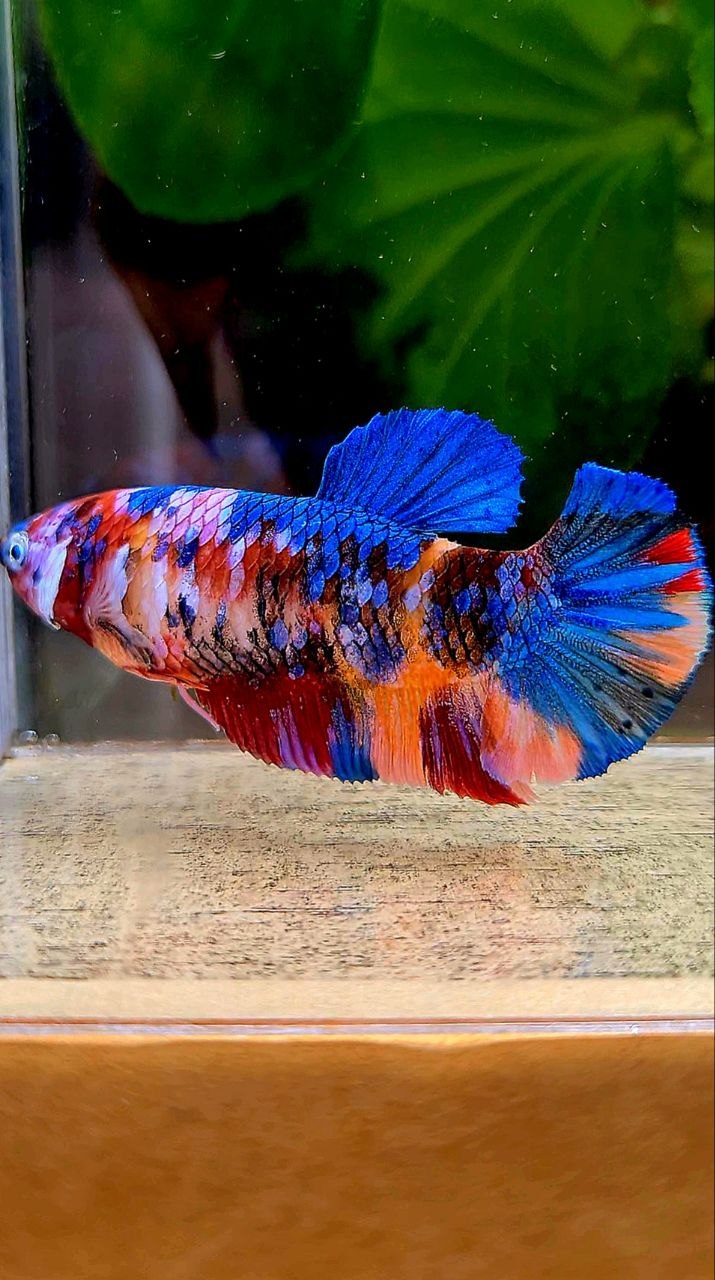 FEMALE PLAKAT GALAXY MULTICOLOR BETTA FISH