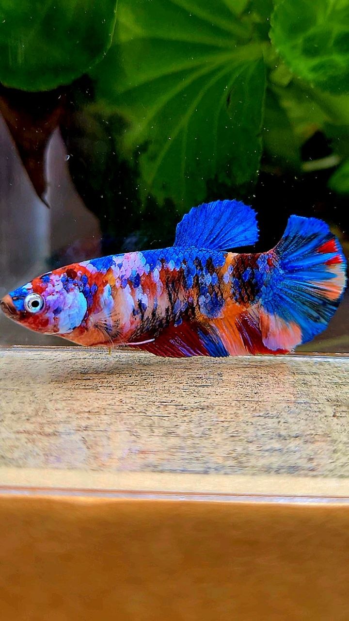 FEMALE PLAKAT GALAXY MULTICOLOR BETTA FISH