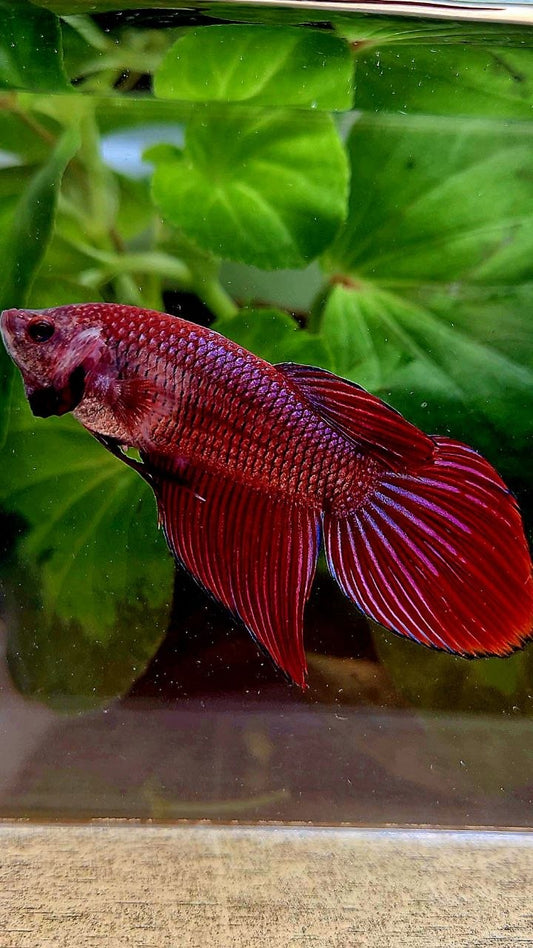 FEMALE VEILTAIL RED PURPLE ETTA FISH