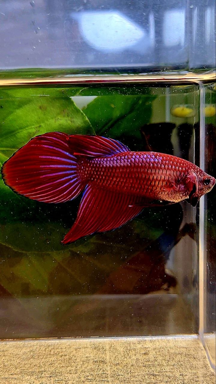 FEMALE VEILTAIL RED PURPLE ETTA FISH
