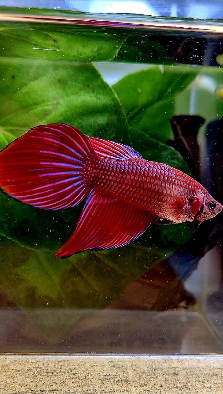 FEMALE VEILTAIL RED PURPLE ETTA FISH