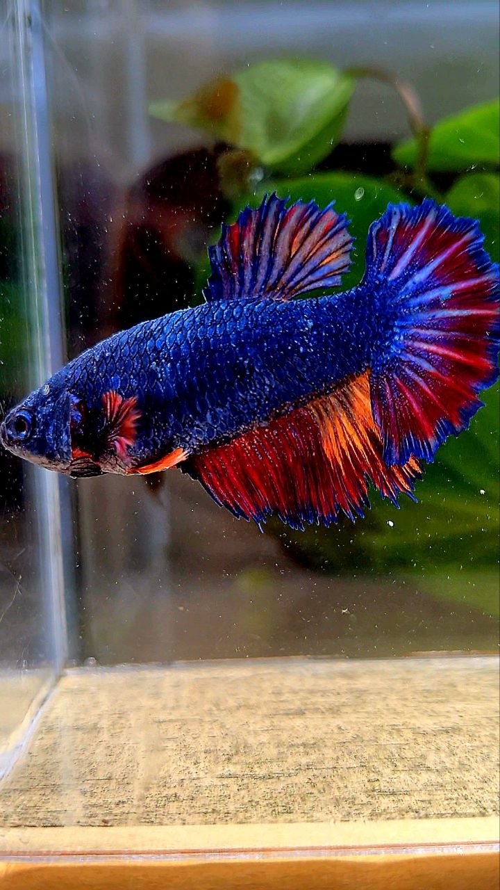 FEMALE HALFMOON ROSETAIL BLUE NEMO MULTICOLOR BETTA FISH
