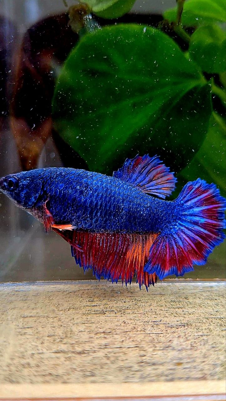 FEMALE HALFMOON ROSETAIL BLUE NEMO MULTICOLOR BETTA FISH
