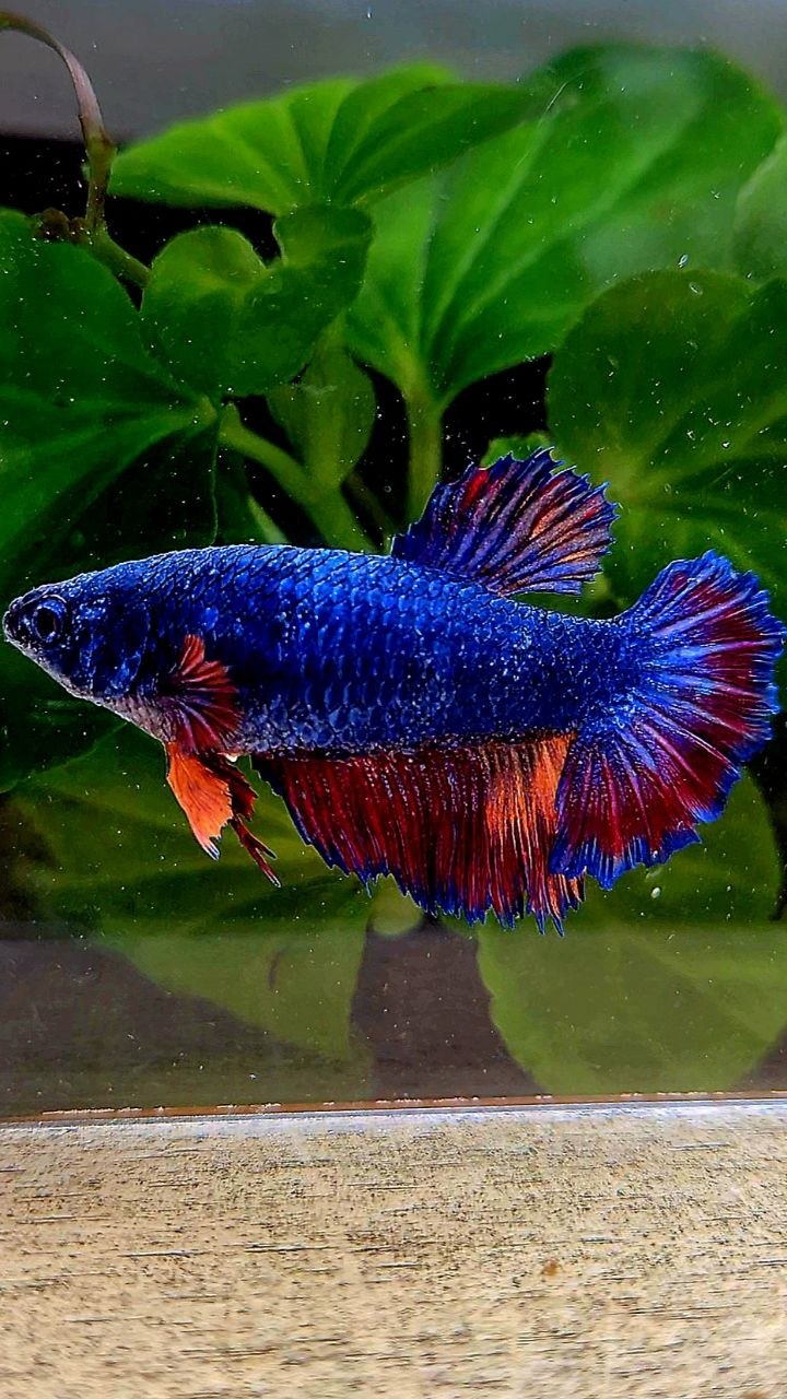 FEMALE HALFMOON ROSETAIL BLUE NEMO MULTICOLOR BETTA FISH