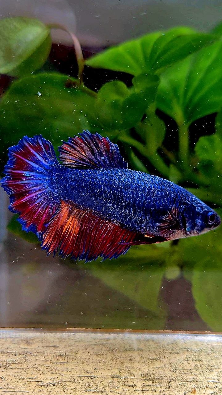FEMALE HALFMOON ROSETAIL BLUE NEMO MULTICOLOR BETTA FISH