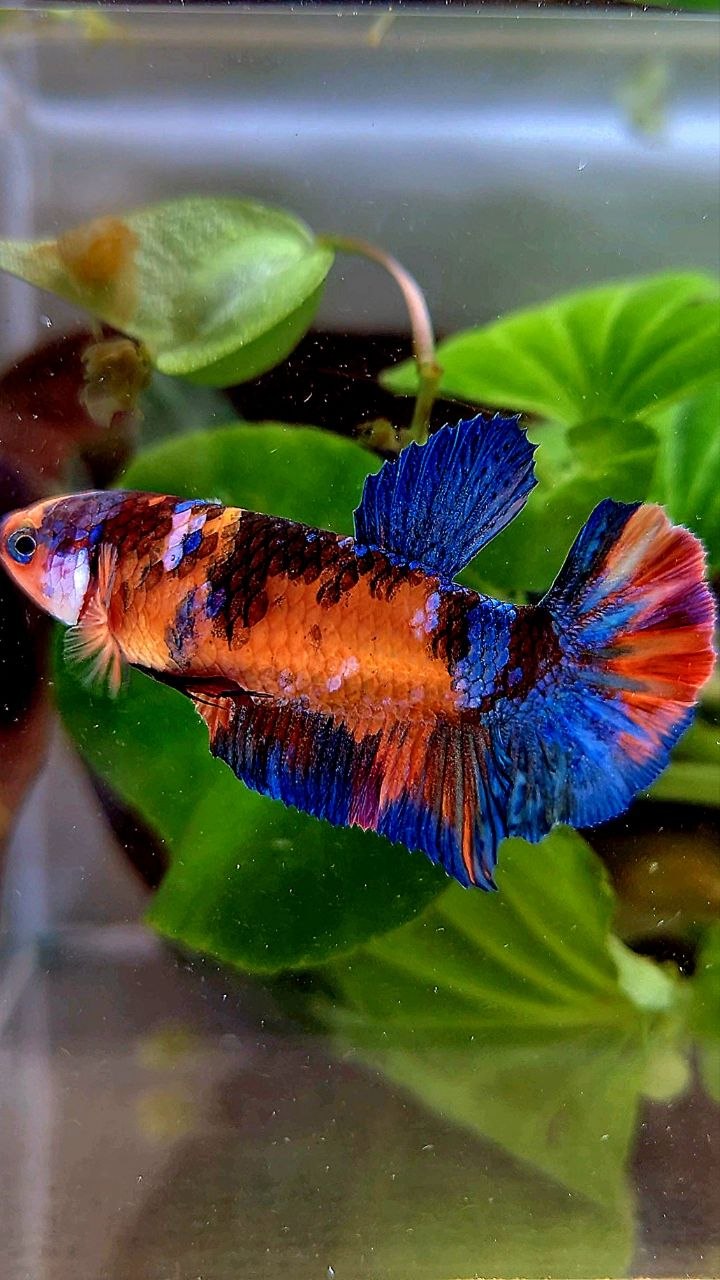 FEMALE PLAKAT ORANGE GALAXY MULTICOLOR BETTA FISH