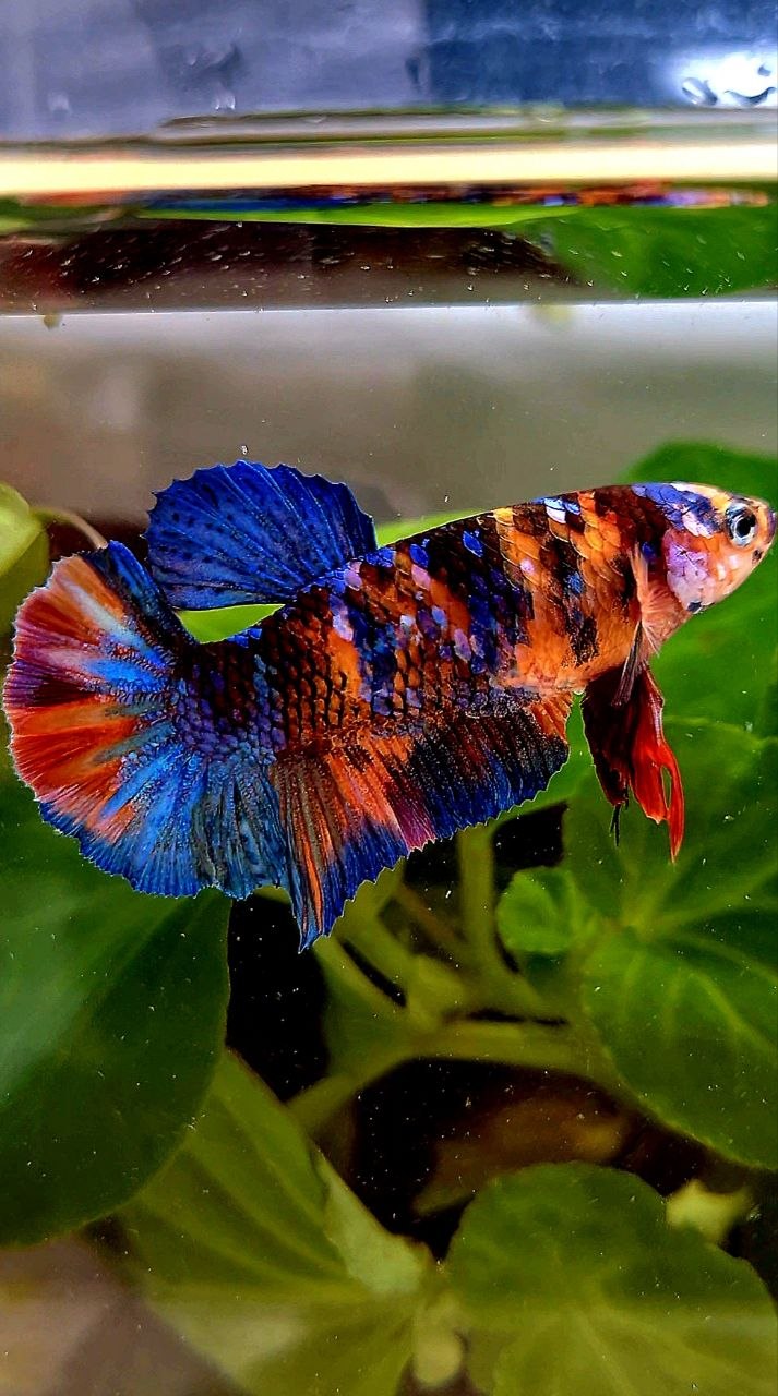 FEMALE PLAKAT ORANGE GALAXY MULTICOLOR BETTA FISH