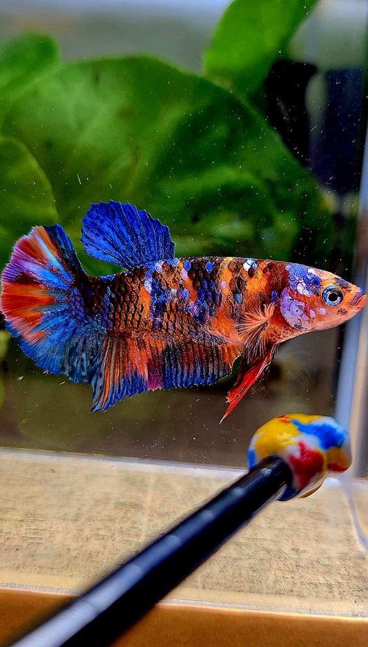 FEMALE PLAKAT ORANGE GALAXY MULTICOLOR BETTA FISH