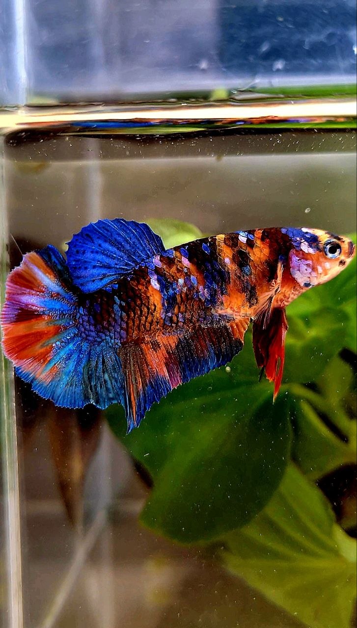 FEMALE PLAKAT ORANGE GALAXY MULTICOLOR BETTA FISH