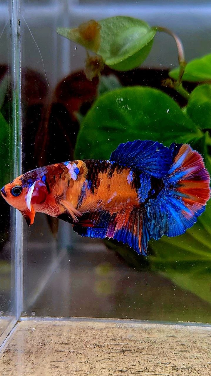 FEMALE PLAKAT ORANGE GALAXY MULTICOLOR BETTA FISH