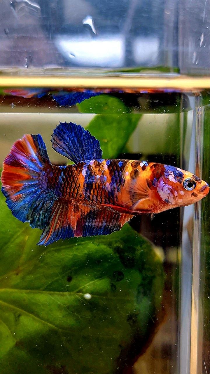 FEMALE PLAKAT ORANGE GALAXY MULTICOLOR BETTA FISH
