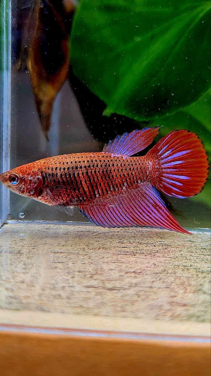 FEMALE VEILTAIL INUYASHA RED PURPLE GALAXY RPG BETTA FISH