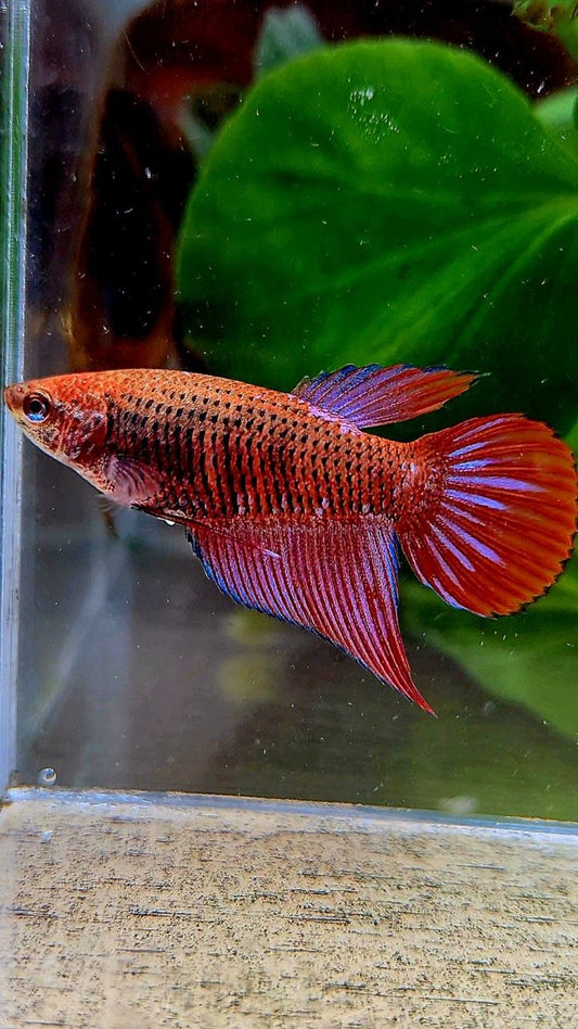 FEMALE VEILTAIL INUYASHA RED PURPLE GALAXY RPG BETTA FISH