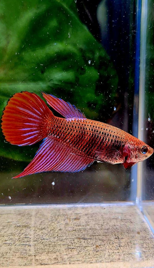 FEMALE VEILTAIL INUYASHA RED PURPLE GALAXY RPG BETTA FISH