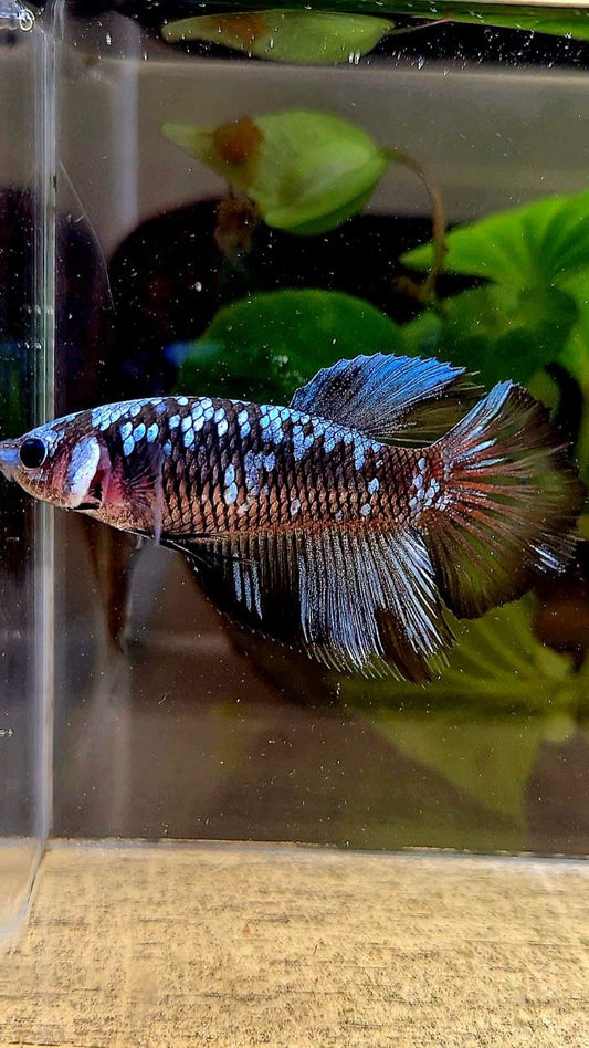 FEMALE HALFMOON BLACK GALAXY BLUE GRAY AVATAR BETTA FISH