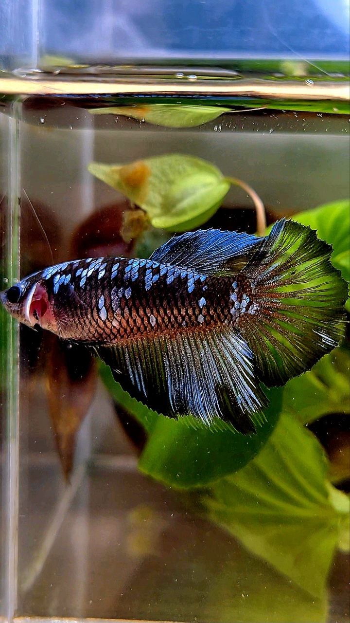FEMALE HALFMOON BLACK GALAXY BLUE GRAY AVATAR BETTA FISH