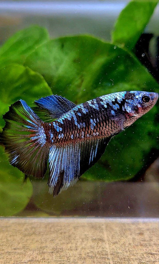 FEMALE HALFMOON BLACK GALAXY BLUE GRAY AVATAR BETTA FISH