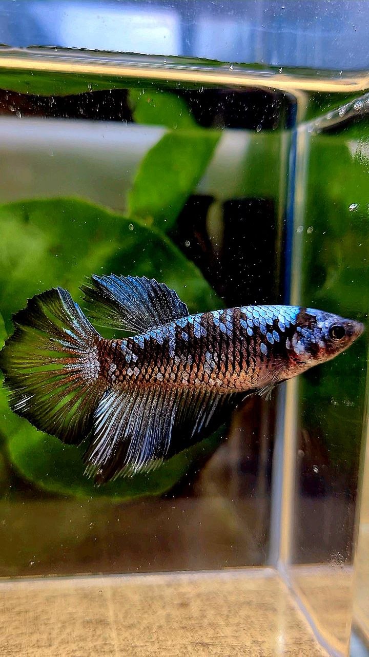 FEMALE HALFMOON BLACK GALAXY BLUE GRAY AVATAR BETTA FISH