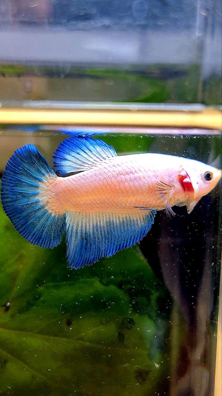 FEMALE HALFMOON BLUE RIM BETTA FISH