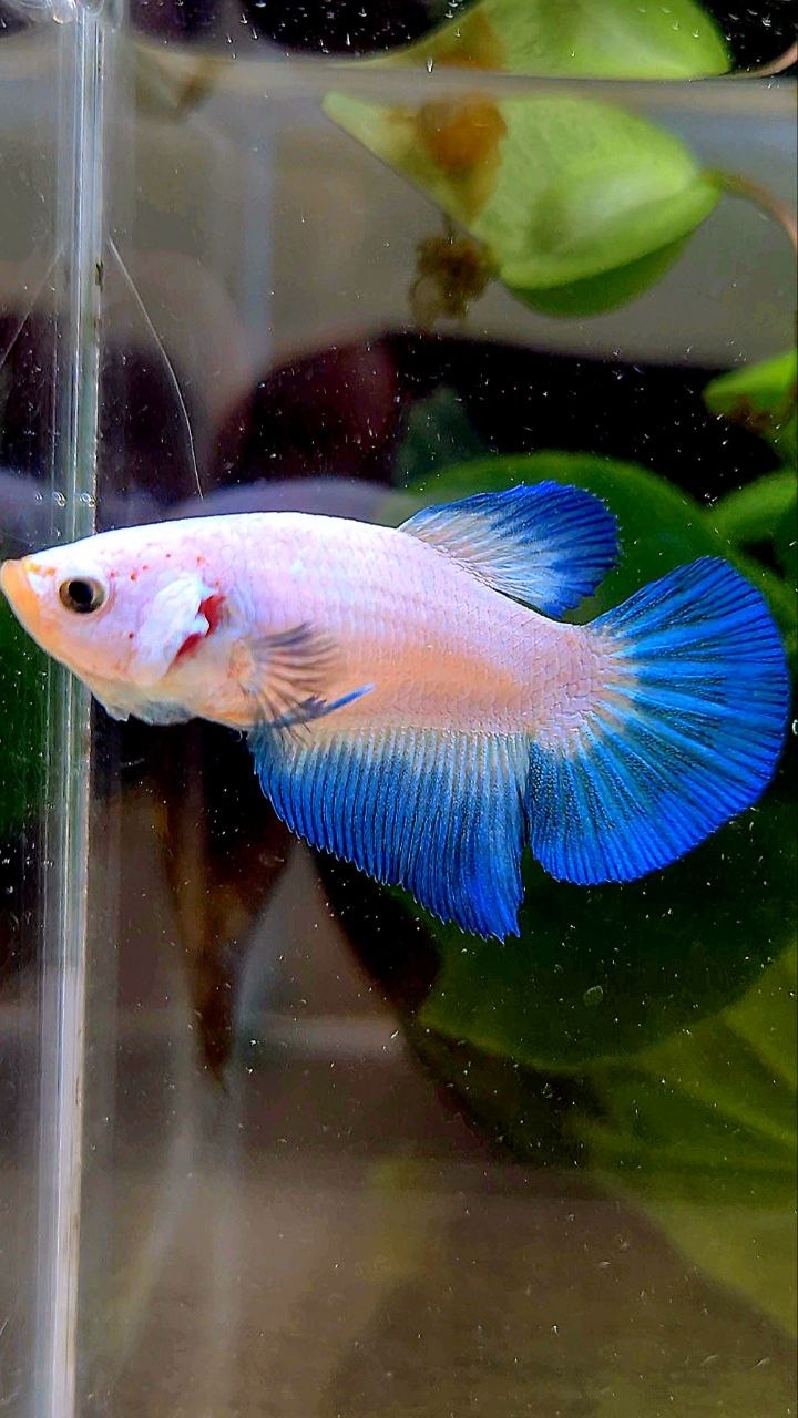 FEMALE HALFMOON BLUE RIM BETTA FISH