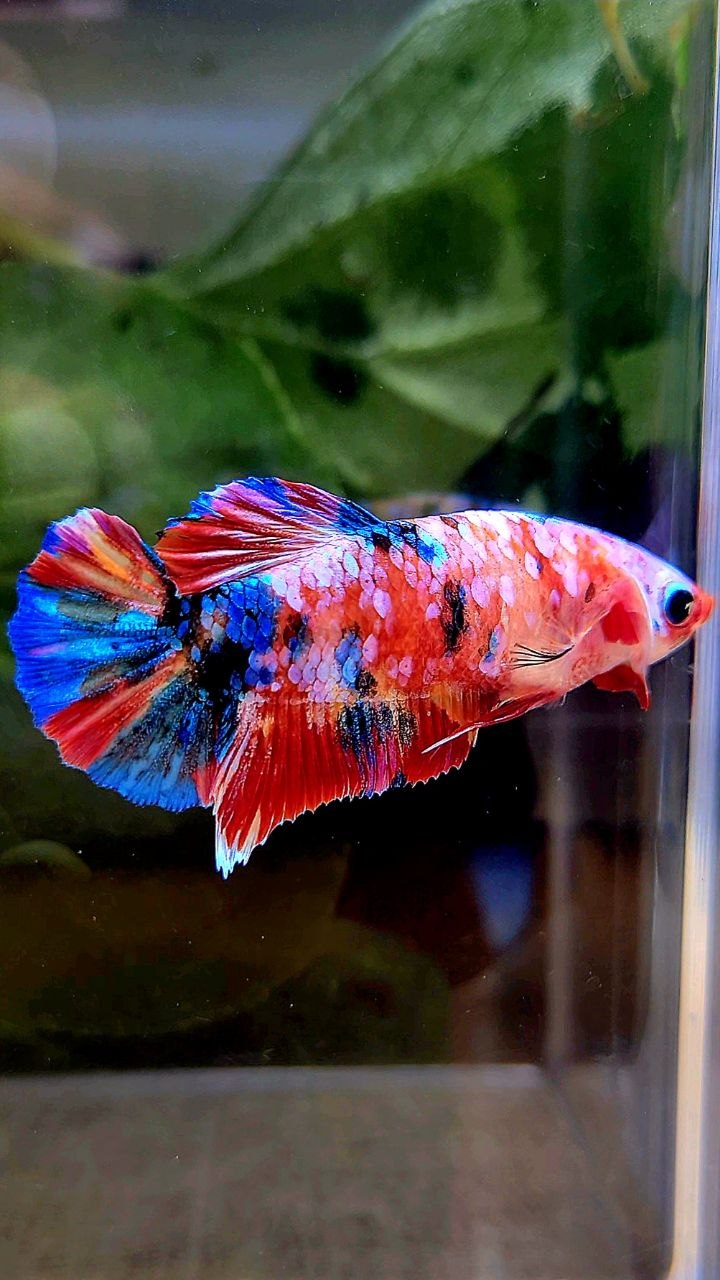 FEMALE PLAKAT RAINBOW GALAXY MULTICOLOR BETTA FISH