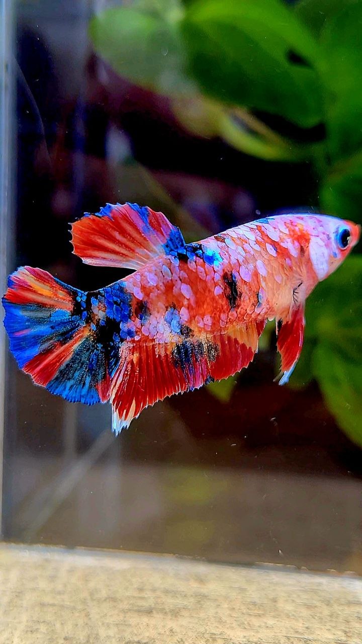 FEMALE PLAKAT RAINBOW GALAXY MULTICOLOR BETTA FISH