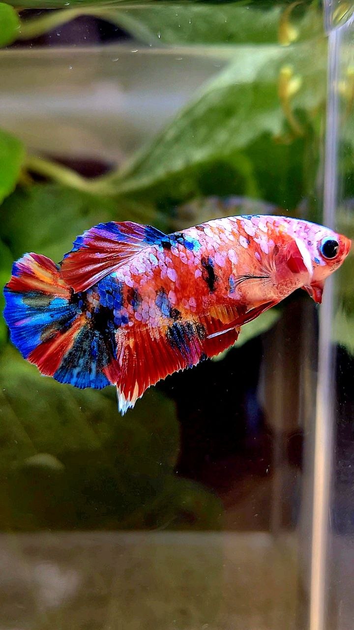 FEMALE PLAKAT RAINBOW GALAXY MULTICOLOR BETTA FISH