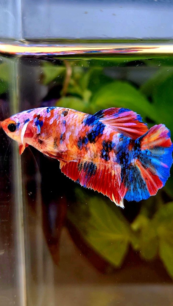 FEMALE PLAKAT RAINBOW GALAXY MULTICOLOR BETTA FISH