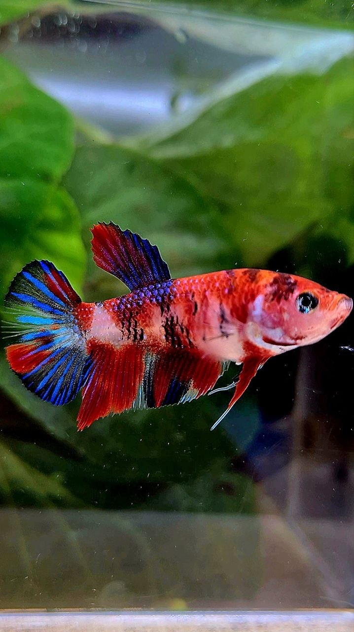 FEMALE PLAKAT METTALIC RED MULTICOLOR BETTA FISH