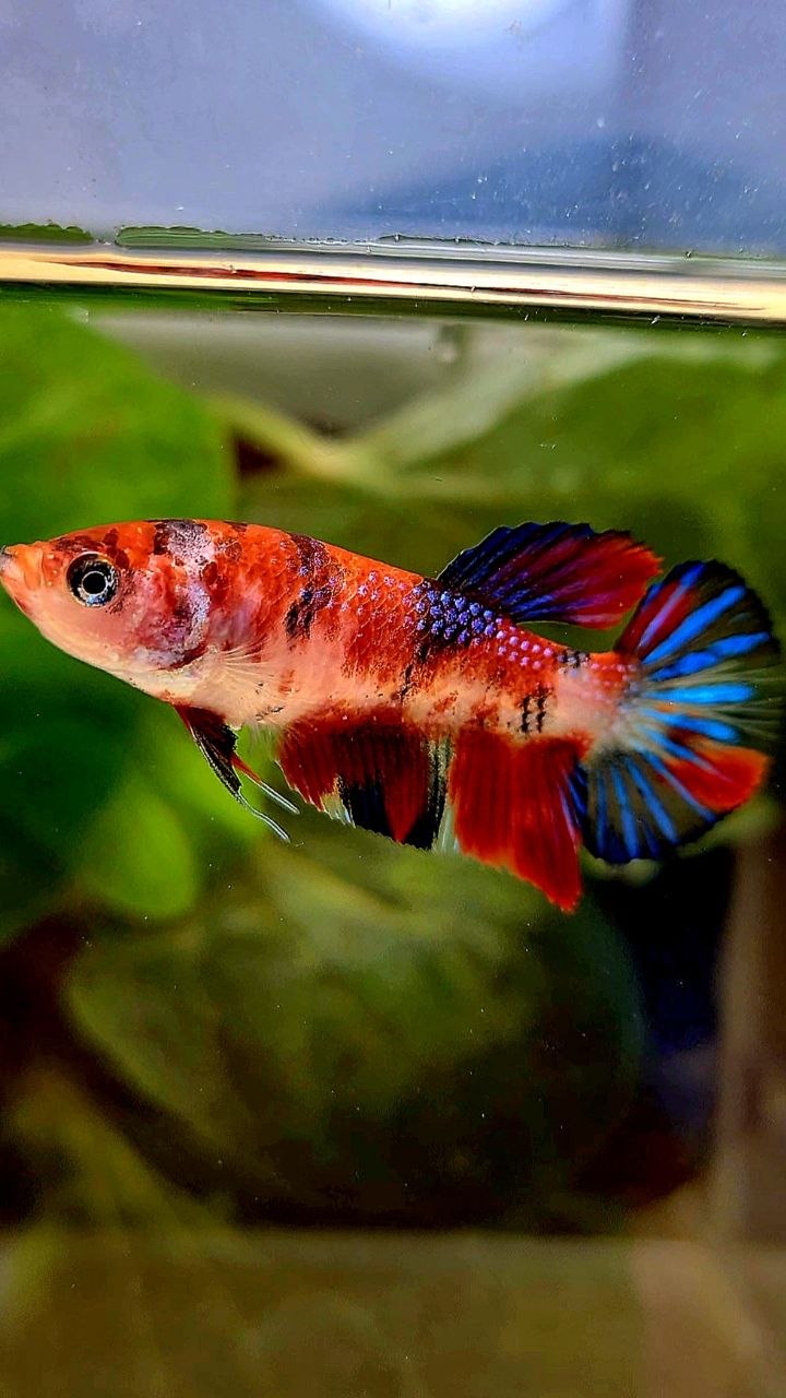 FEMALE PLAKAT METTALIC RED MULTICOLOR BETTA FISH