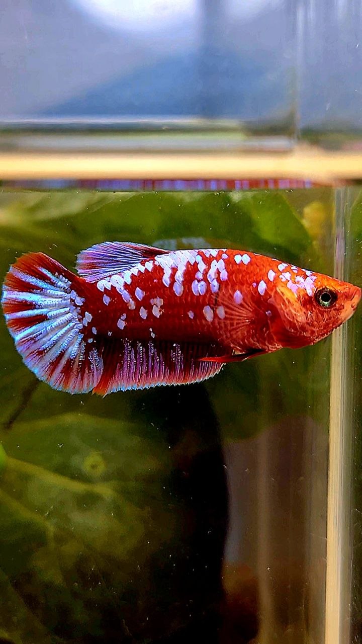 FEMALE PLAKAT SUPER GALAXY RED PURPLE RPG BETTA FISH