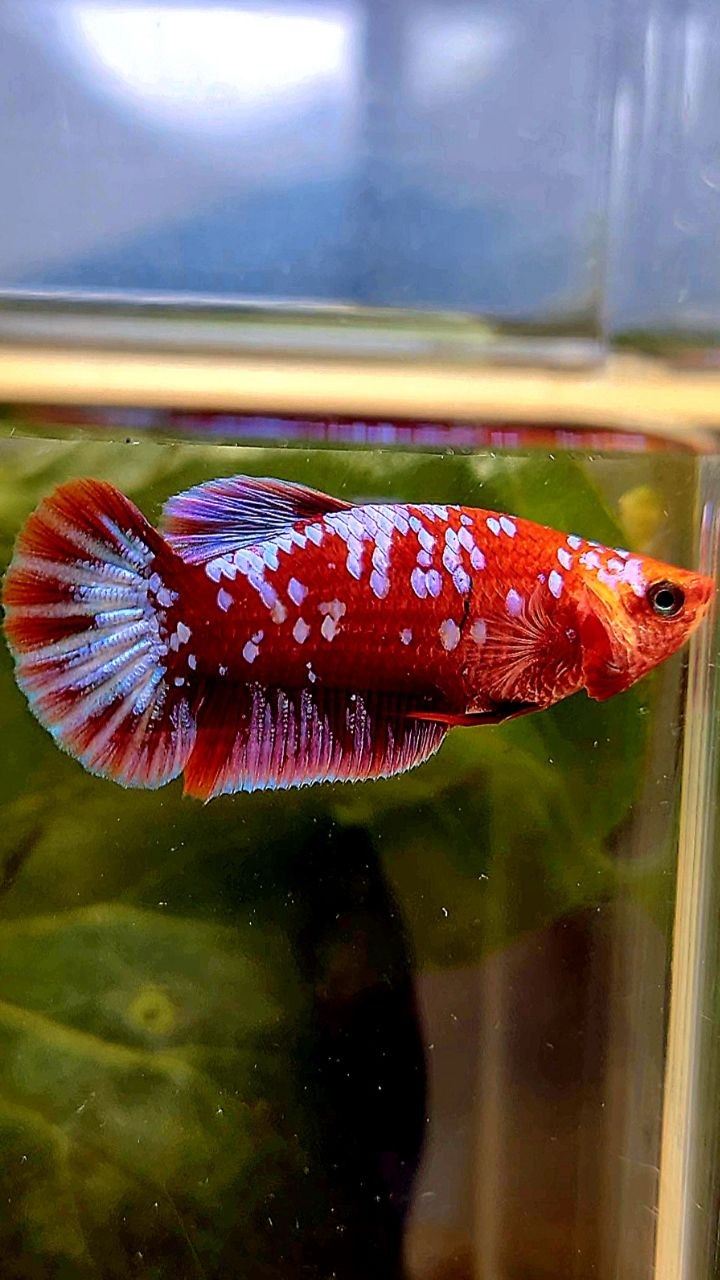 FEMALE PLAKAT SUPER GALAXY RED PURPLE RPG BETTA FISH