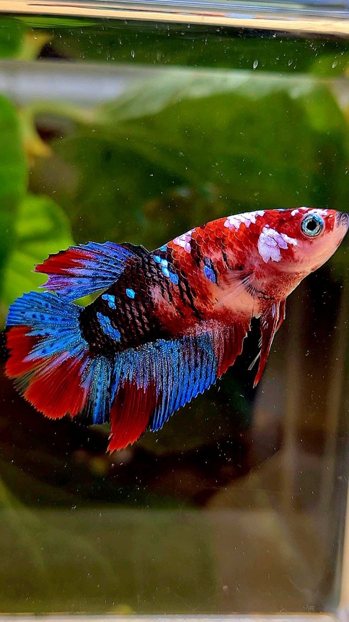 FEMALE HALFMOON RED GALAXY MULTICOLOR BETTA FISH