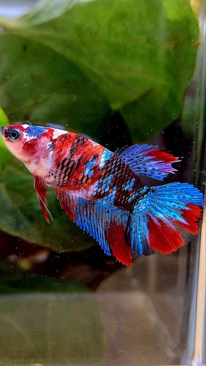 FEMALE HALFMOON RED GALAXY MULTICOLOR BETTA FISH