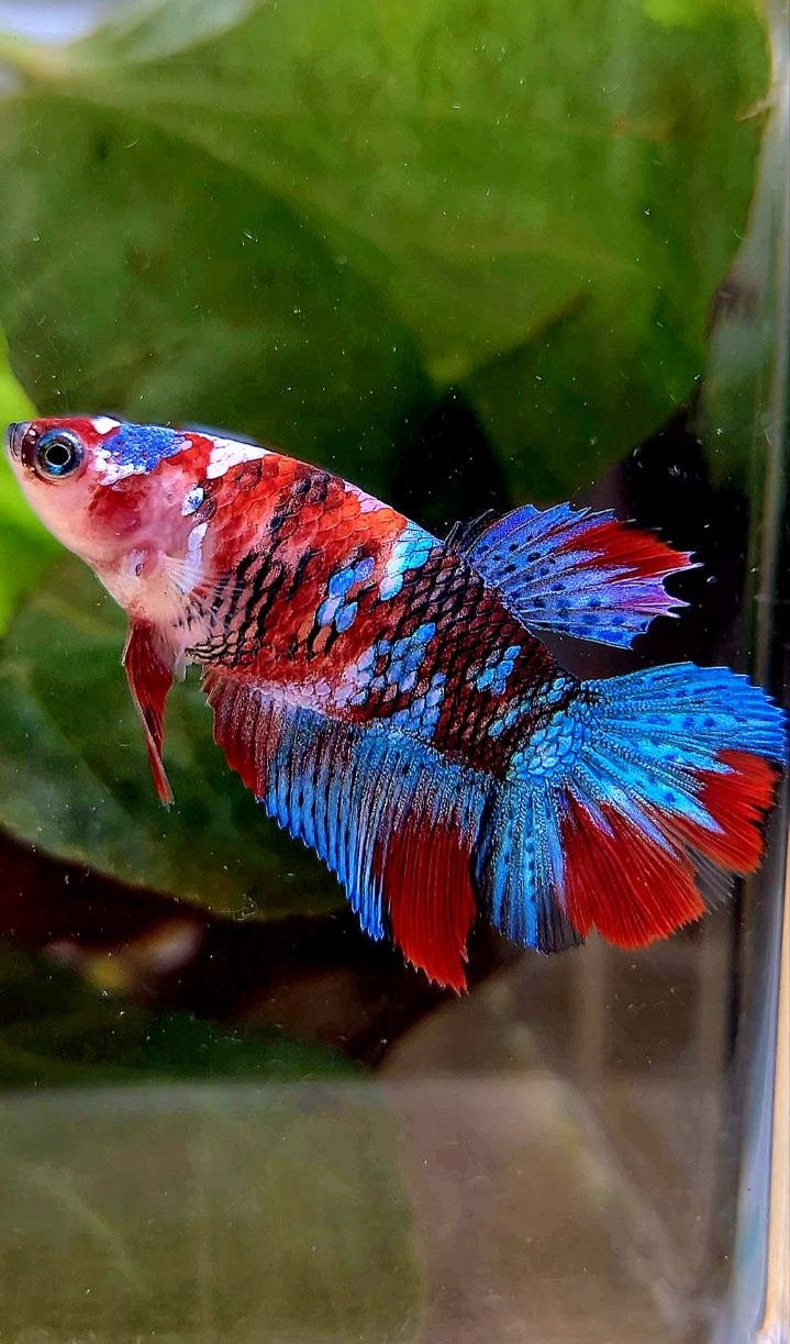 FEMALE HALFMOON RED GALAXY MULTICOLOR BETTA FISH
