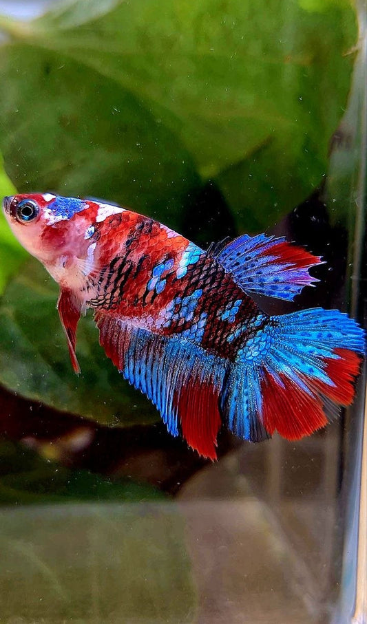 FEMALE HALFMOON RED GALAXY MULTICOLOR BETTA FISH