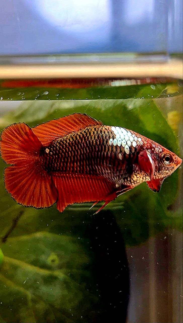 FEMALE PLAKAT DOUBLE TAIL RED MAMBA SNOW BETTA FISH