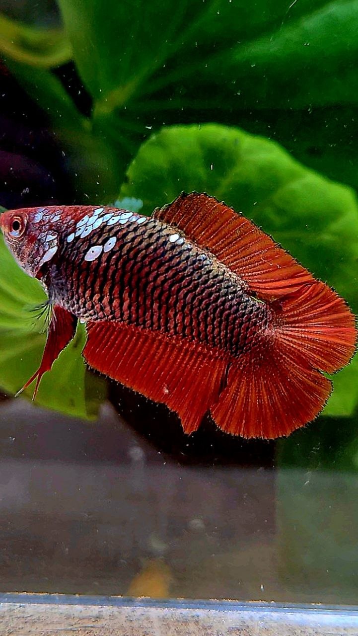 FEMALE PLAKAT DOUBLE TAIL RED MAMBA SNOW BETTA FISH