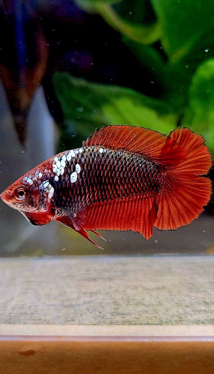 FEMALE PLAKAT DOUBLE TAIL RED MAMBA SNOW BETTA FISH