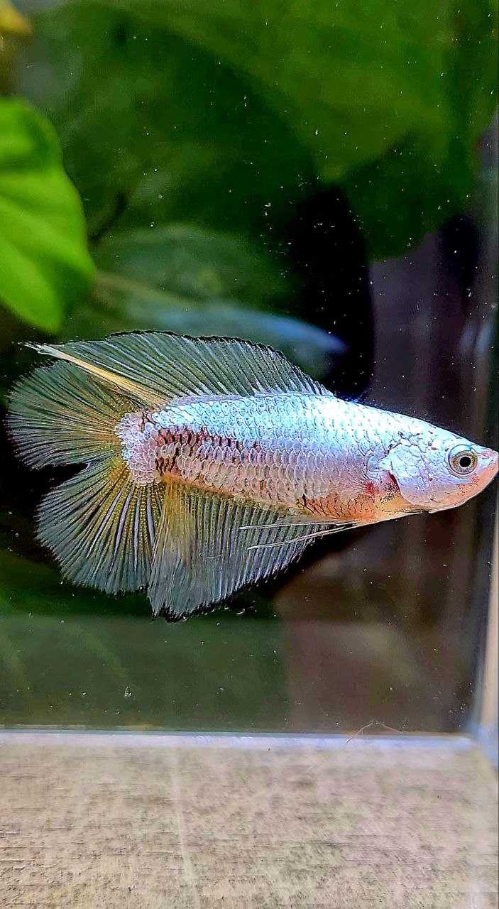 FEMALE HALFMOON DOUBLE TAIL YELLOW MAMBA COPPER BETTA FISH